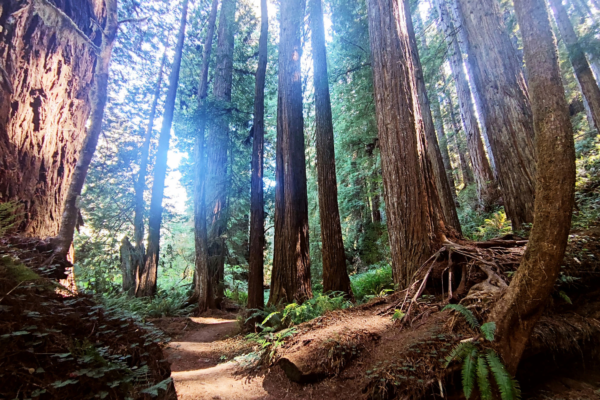 Redwoods Trails Redwoods Trails