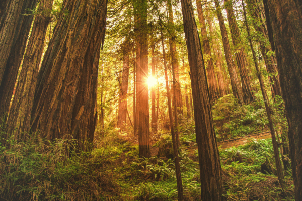 Redwoods Forest Redwoods Forest