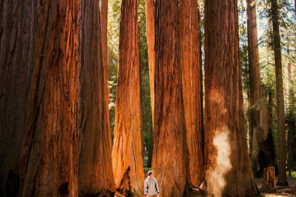Redwoods Forest Hiker Redwoods Forest Hiker
